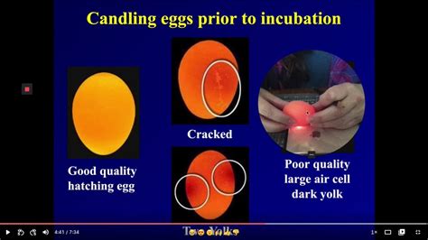 Candling Eggs before Incubation - YouTube