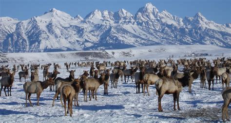 National Elk Refuge Sleigh Rides - National Elk Refuge Sleigh Rides