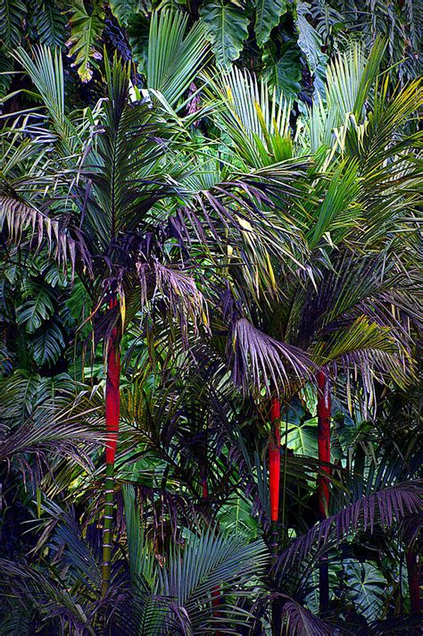 Red Lipstick Palm Trees Photograph by Lori Seaman - Fine Art America