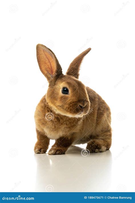 Baby of brown bunny rabbit stock image. Image of cute - 188475671