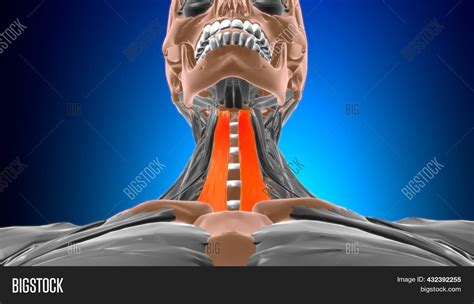 Sternohyoid Muscle Image & Photo (Free Trial) | Bigstock