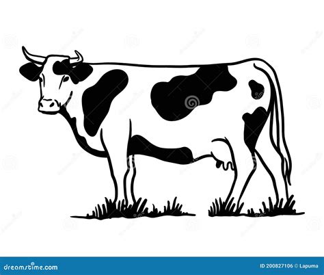 Breeding Cattle. Silhouette Of A Grazing Cow. Vector Illustration Isolated On White Background ...