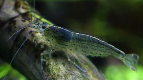 How Often Do Amano Shrimps Molt? - Acuario Pets