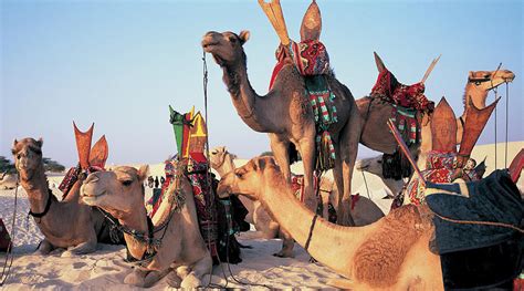 Mali, Timbuktu, Sahara Desert, Camels by Peter Adams