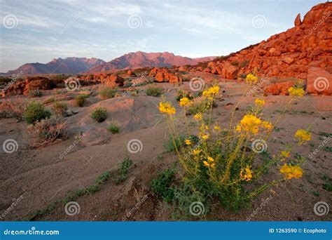 Desert landscape, Namibia stock photo. Image of outdoor - 1263590