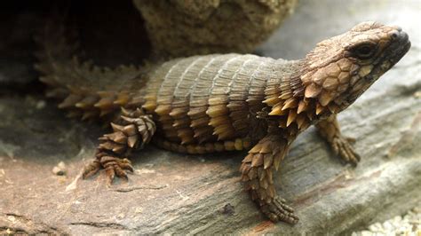 Dragon Armadillo Lizard Wallpapers - Wallpaper Cave