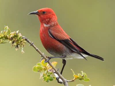 ‘Apapane – Maui Forest Bird Recovery Project