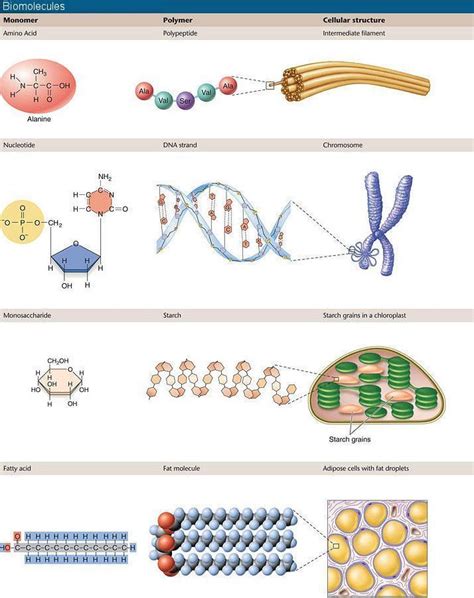 Biomolecules - #Biomolecules #Enfermeriafarmacologia # ...