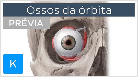 Ossos da órbita (prévia) - Anatomia Humana | Kenhub - YouTube