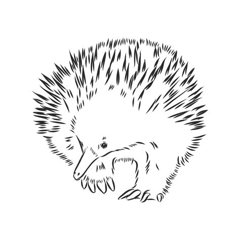 Premium Vector | Echidna illustration, drawing, engraving, ink, line ...