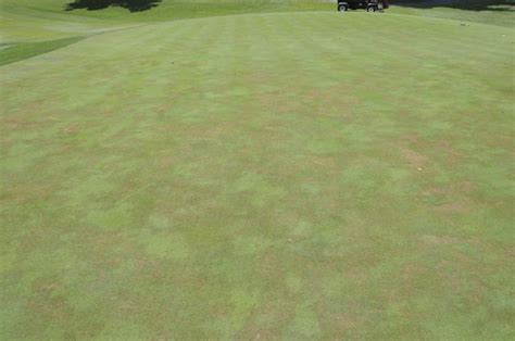 Does Pythium Root Dysfunction Equal Pythium Root Rot? | NC State Extension