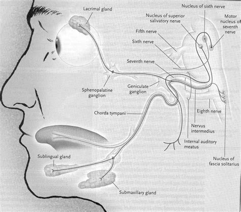 Facial Nerves Anatomy