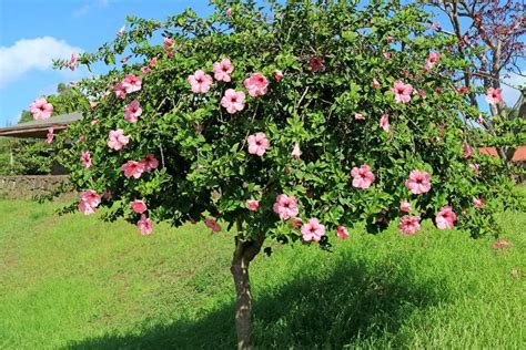 Hibiscus Tree Care & Growing Guide