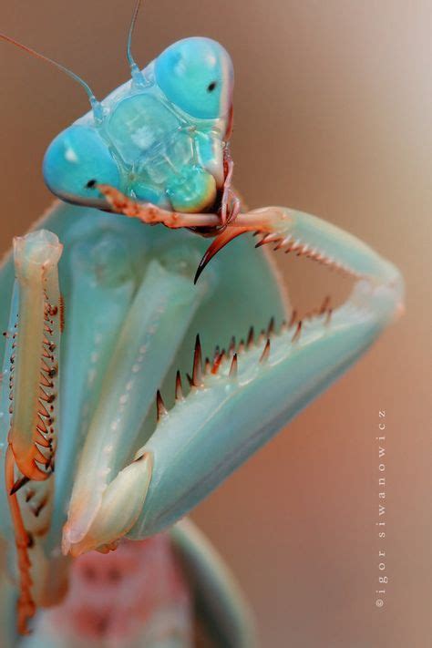 40+ Mantis beings ideas in 2020 | praying mantis, beautiful bugs, cool ...