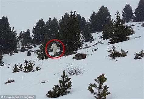 Does the creature of Himalayas really exist? (pics +vid ...