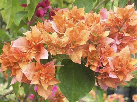 Bougainvillea glabra - Acacia LLC