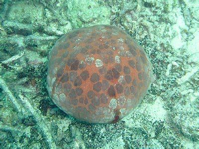 The Echinoblog: When Fish Live in your Cloaca & How Anal Teeth are Important!! The Pearlfish-Sea ...