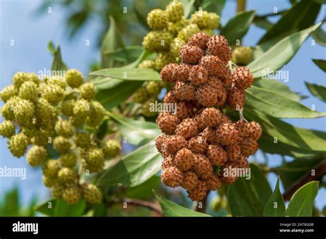 fast growing Button mangrove or Conocarpus erectus tree with lots of fresh and healthy green ...