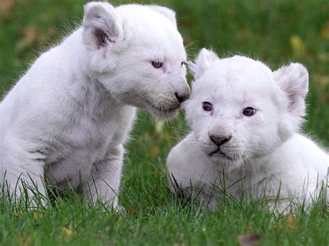 Baby White Lion Funny Wallpapers HD / Desktop and Mobile Backgrounds