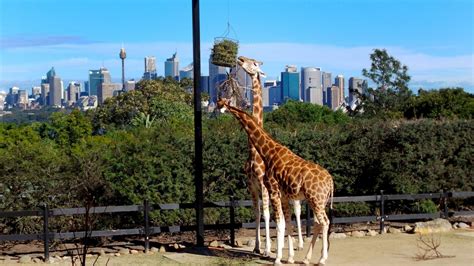 Roar and Snore at Taronga Zoo Sydney - FirstClass Travel Specialist