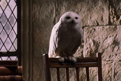 hedwig’s death: necessary or unnecessary? - hpa debate | Harry Potter Amino