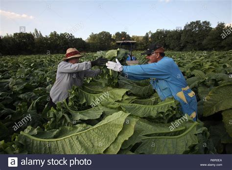 Harvesting Tobacco Leaves Stock Photos & Harvesting Tobacco Leaves Stock Images - Alamy