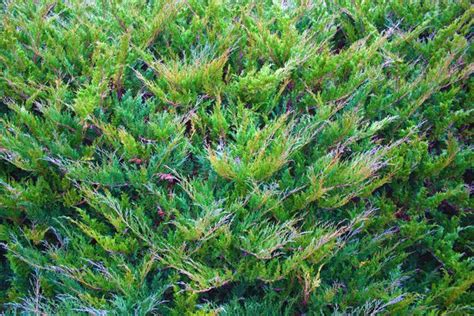 How to Trim Overgrown Juniper | Evergreen bushes, How to trim, Pruning ...