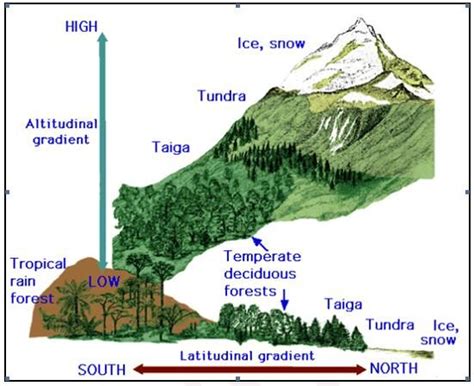 different flora up the side of a mountain diagram - Google Search