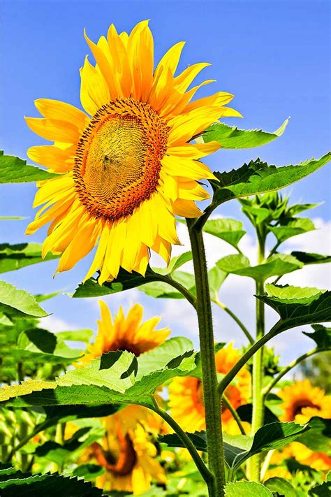 How to Plant and Grow Sensational Sunflowers | Gardener's Path