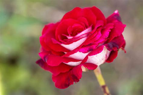 How to Grow and Care For Osiria Rose