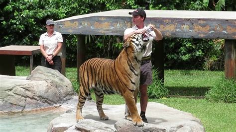 Tiger Presentation Dreamworld Tiger Island Dreamworld Australia 2020 - YouTube