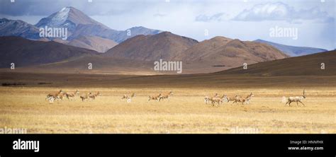 The Tibetan antelope Stock Photo - Alamy