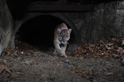 A week in the life of P-22, the big cat who shares Griffith Park with ...