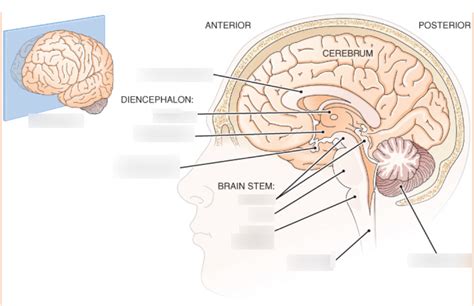 Brain (Sagittal plane) Diagram | Quizlet