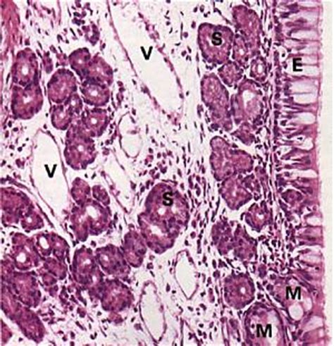 Histology Pictorial Guide - Respiratory System pg.1