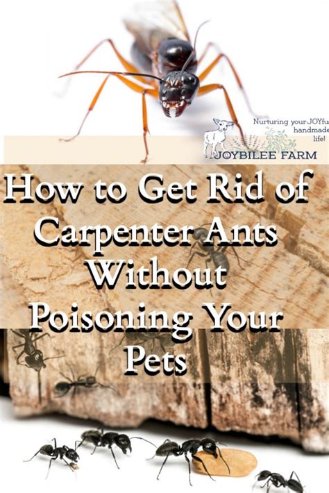 How to Get Rid of Carpenter Ants Without Poisoning Your Pets