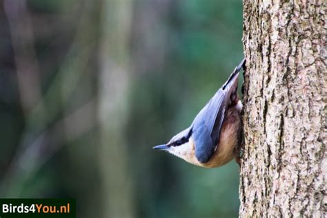 Vogels kijken, het blog van Andrea over vogels spotten in Nederland maar ook daar buiten.