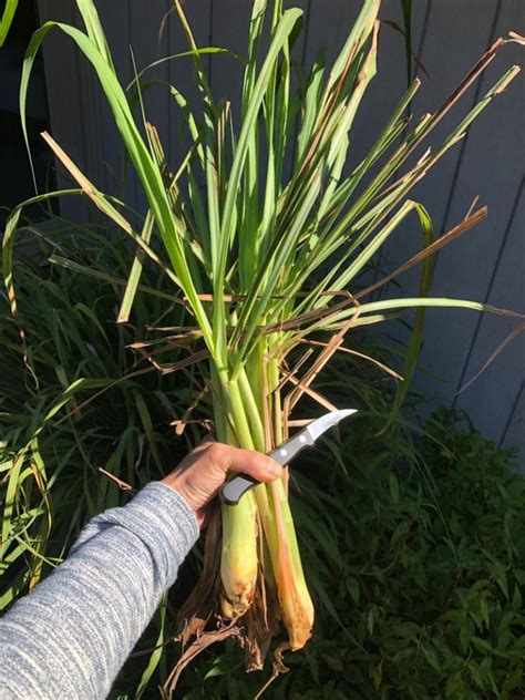 Lemongrass 101: How to buy, prep, and grow the aromatic stalks - Viet World Kitchen