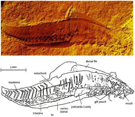 Escenarios prehistóricos: Myllokunmingia