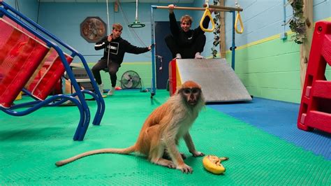 GYMNASTICS WITH A MONKEY! - YouTube