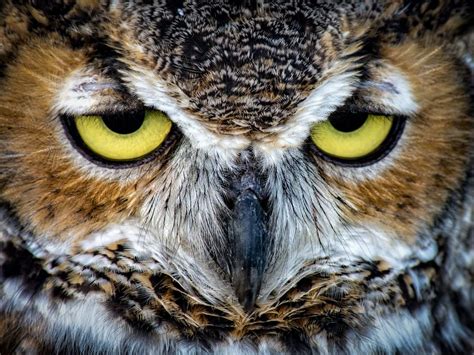 Owl Eyes | Smithsonian Photo Contest | Smithsonian Magazine