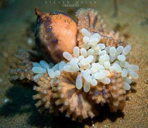 A Blue-Ringed octopus guarding her eggs!!! Did you know? * The female ...