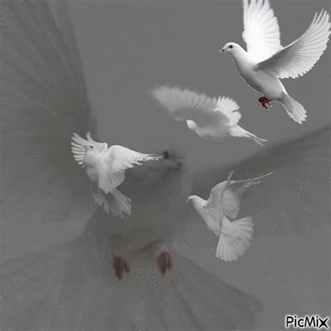 5 palomas blancas - GIF animado gratis - PicMix