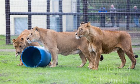 Lions arriving at the Five Sisters Zoo. | Michael Schofield