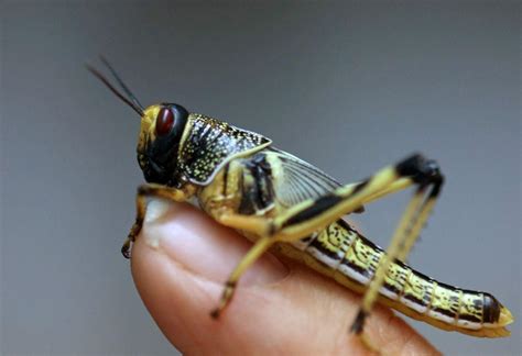 Chemical signal for locust swarming identified in step toward curbing plagues | GMA News Online