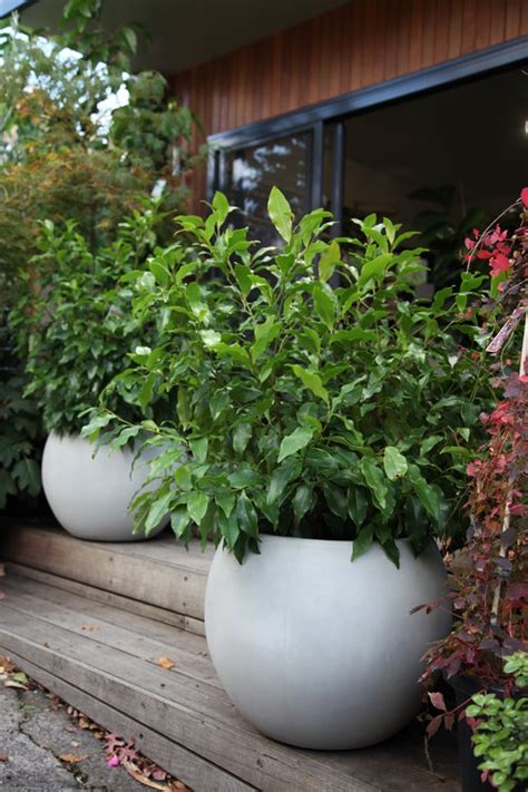 Trees for Pots | Do you know this one is for you?- TheTreeShop