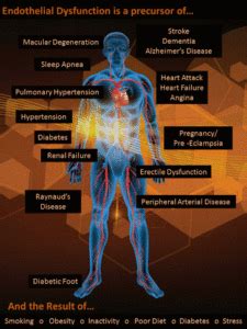 Endothelial Dysfunction: Q&A – Stem-Kine