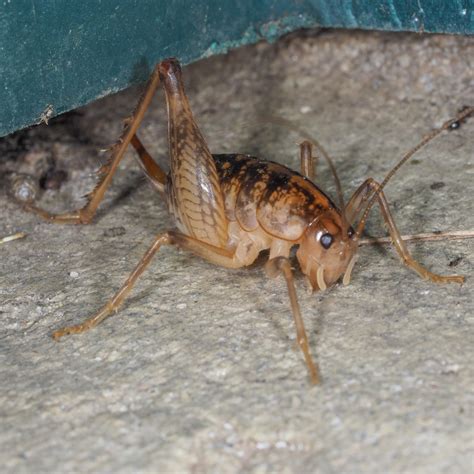 Family Rhaphidophoridae – Camel Crickets | Prairie Haven