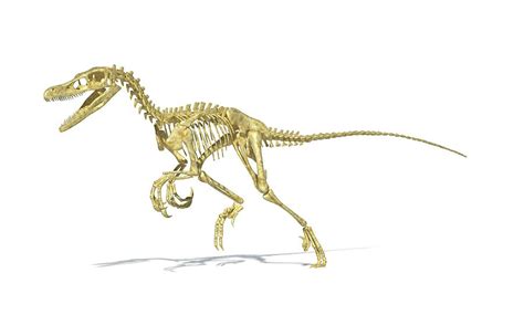 Velociraptor Dinosaur Skeleton Photograph By Leonello Calvetti Science | My XXX Hot Girl