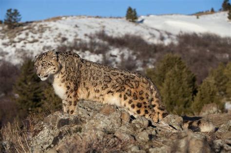 Uttarakhand Will Launch A Snow Leopard Tour In Feb Aimed At ...